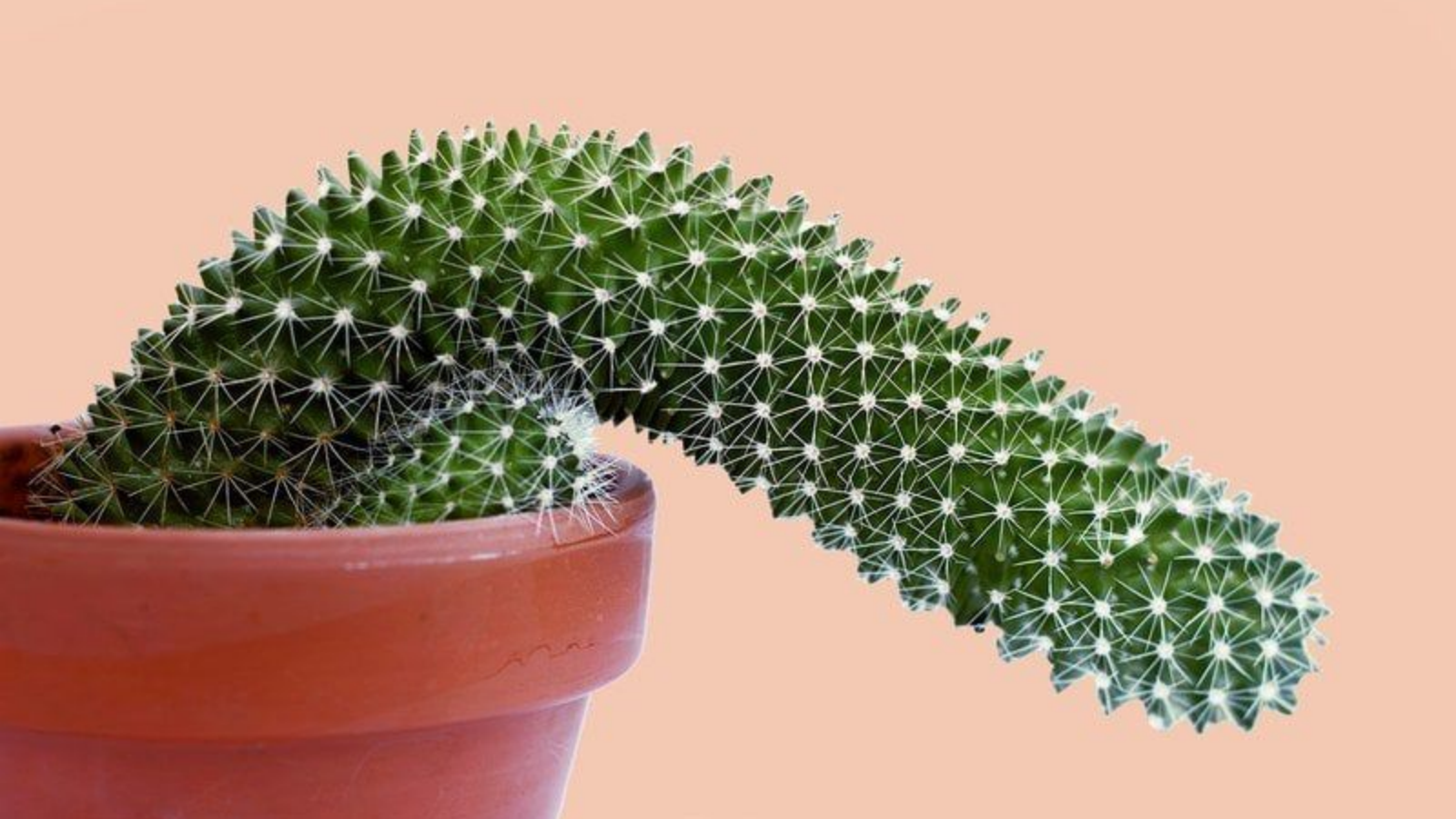 how to do penis training